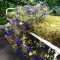 43-chelsea-flower-show-2016-garden-bed-floristry