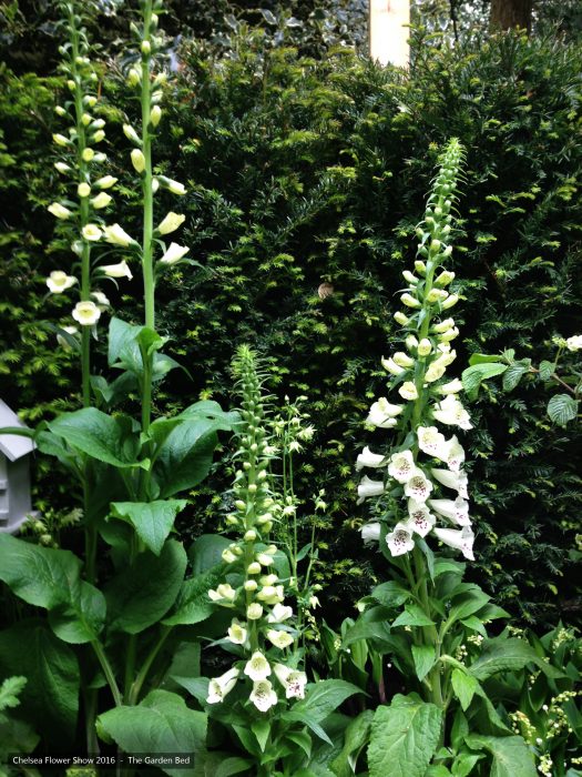 39-chelsea-flower-show-2016-garden-bed-planting-white-foxgloves