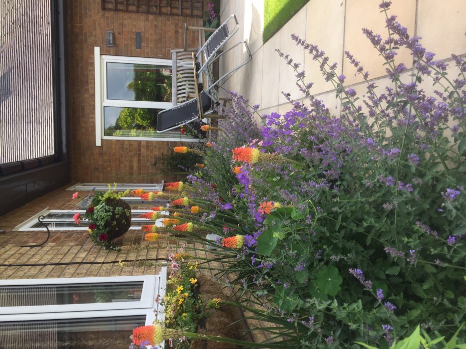 10 simple garden plants border path Kniphofia red hot poker Nepeta catmint welch landscape design