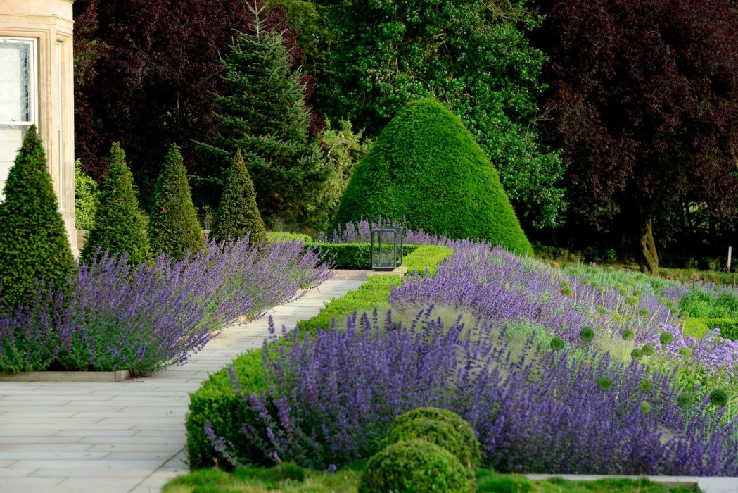 lavender topiary flowing colourful welch landscape design
